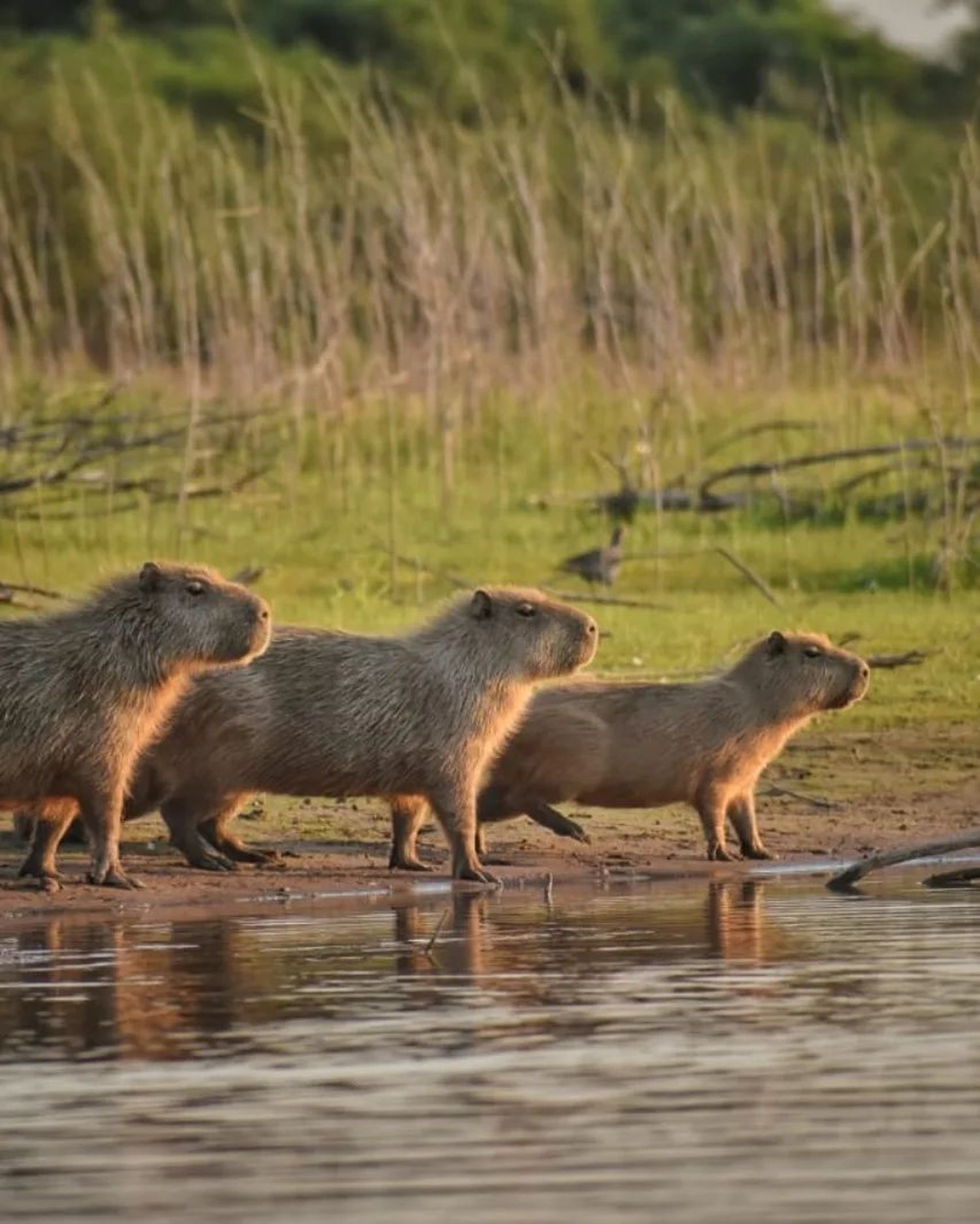 Día Mundial de la Vida Silvestre: postales de la Reserva Natural de Formosa