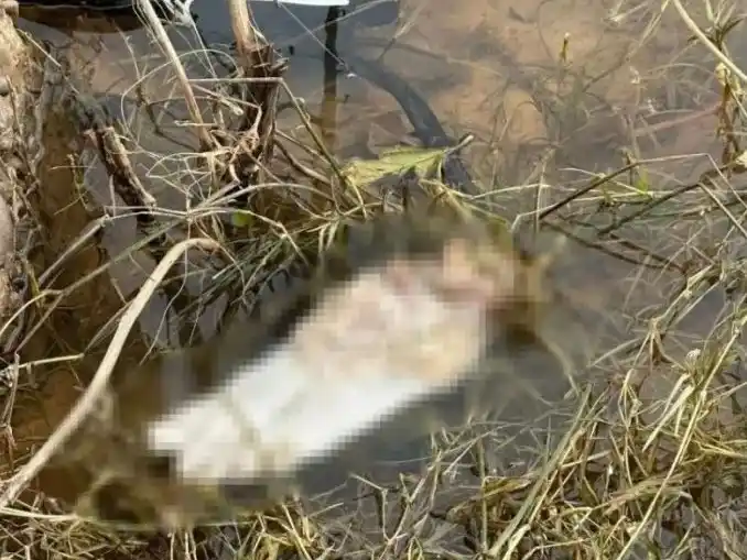 Macabro hallazgo en el Río Paraná: fue a pescar y encontró un pie