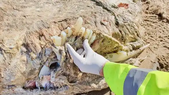 Los restos de una corpulenta criatura marina sin cabeza  emergen en las costas de Gales
