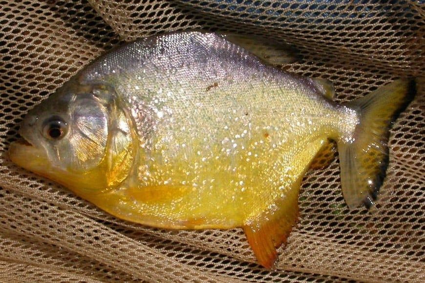 palometas - 4