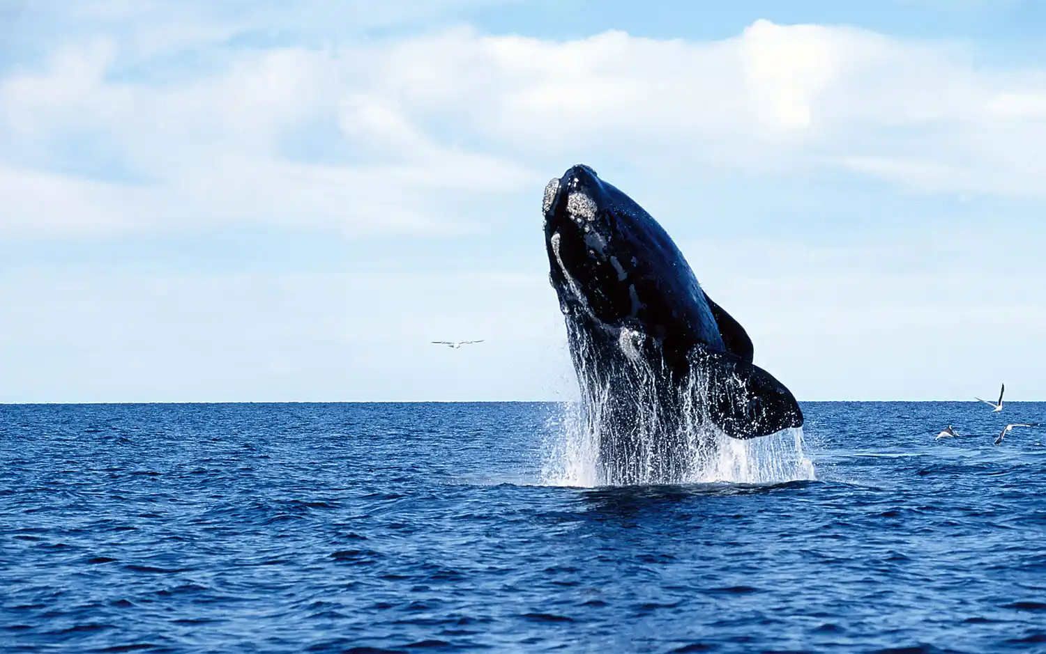 La semana próxima se inaugura la temporada de ballenas en Chubut