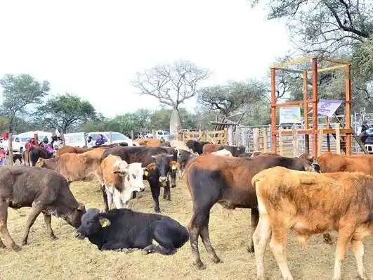 A mediados de septiembre se realizará 
el tercer remate ganadero de El Chorro