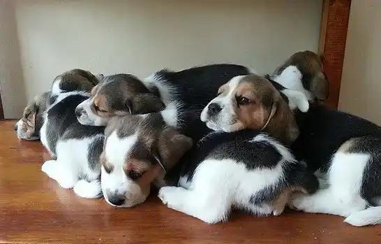 Utilizaron perros de la raza Beagle.