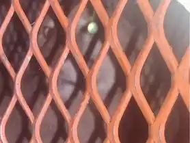 Rescataron un puma que estaba en el patio de una casa en una localidad al sur de la provincia