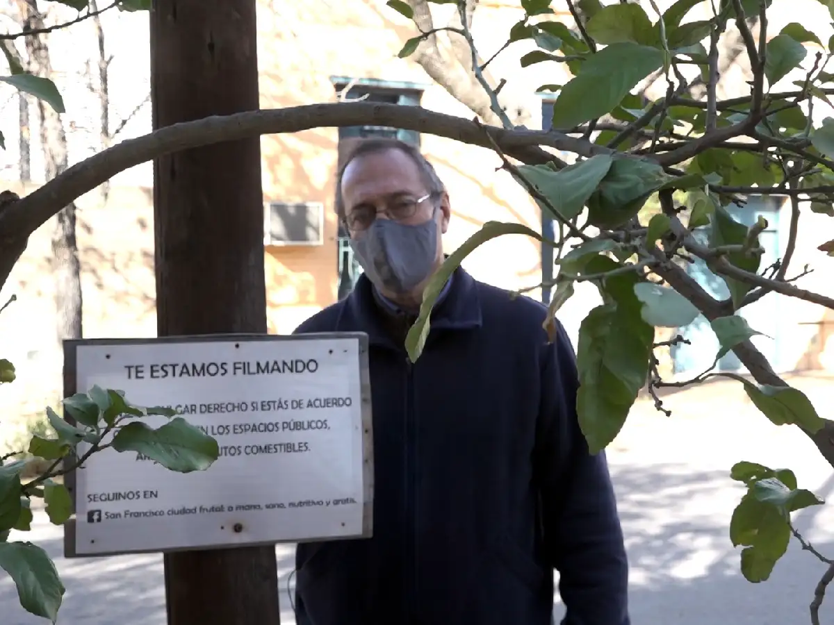 Árboles frutales en las calles de la ciudad