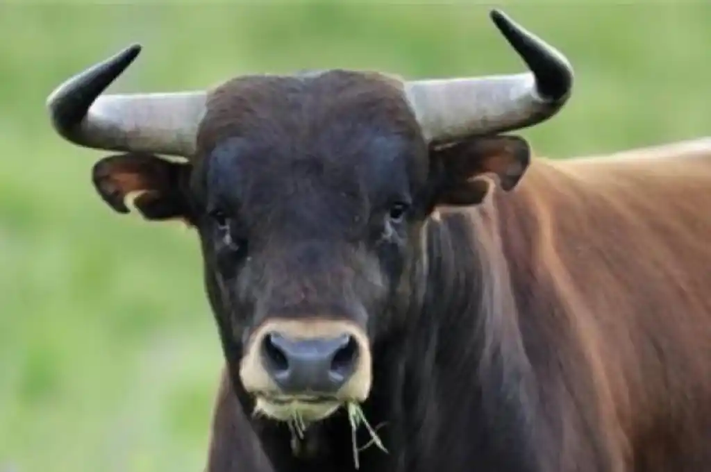 El hombre murió producto de una hemorragia interna.