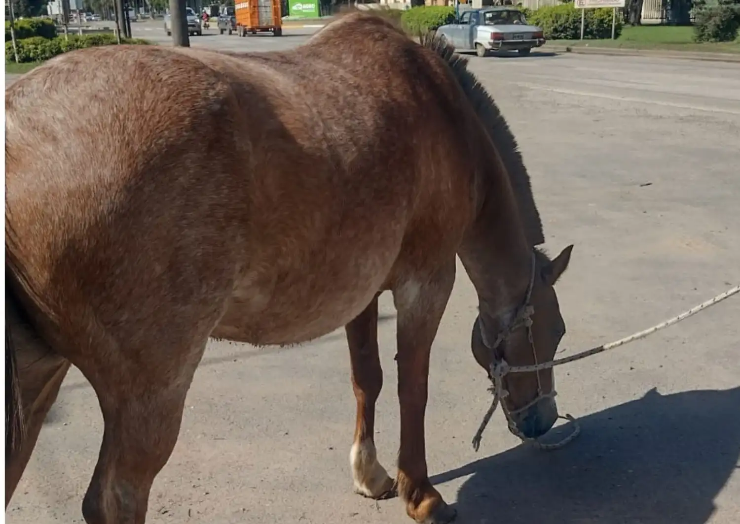 Caballo retenido - operativo de tránsito