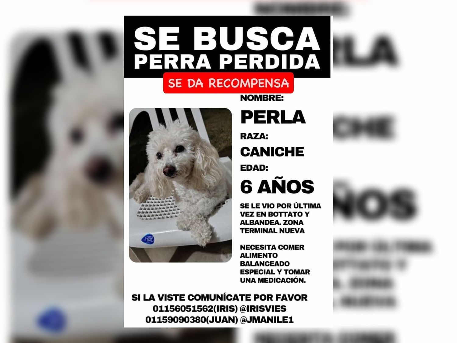 Buscan a Perla, perrita caniche perdida