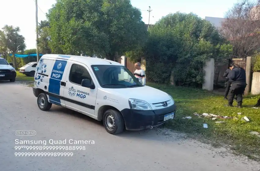 Otra víctima de los perros en Mar del Plata: fue atacada por un rottweiler y terminó en el quirófano