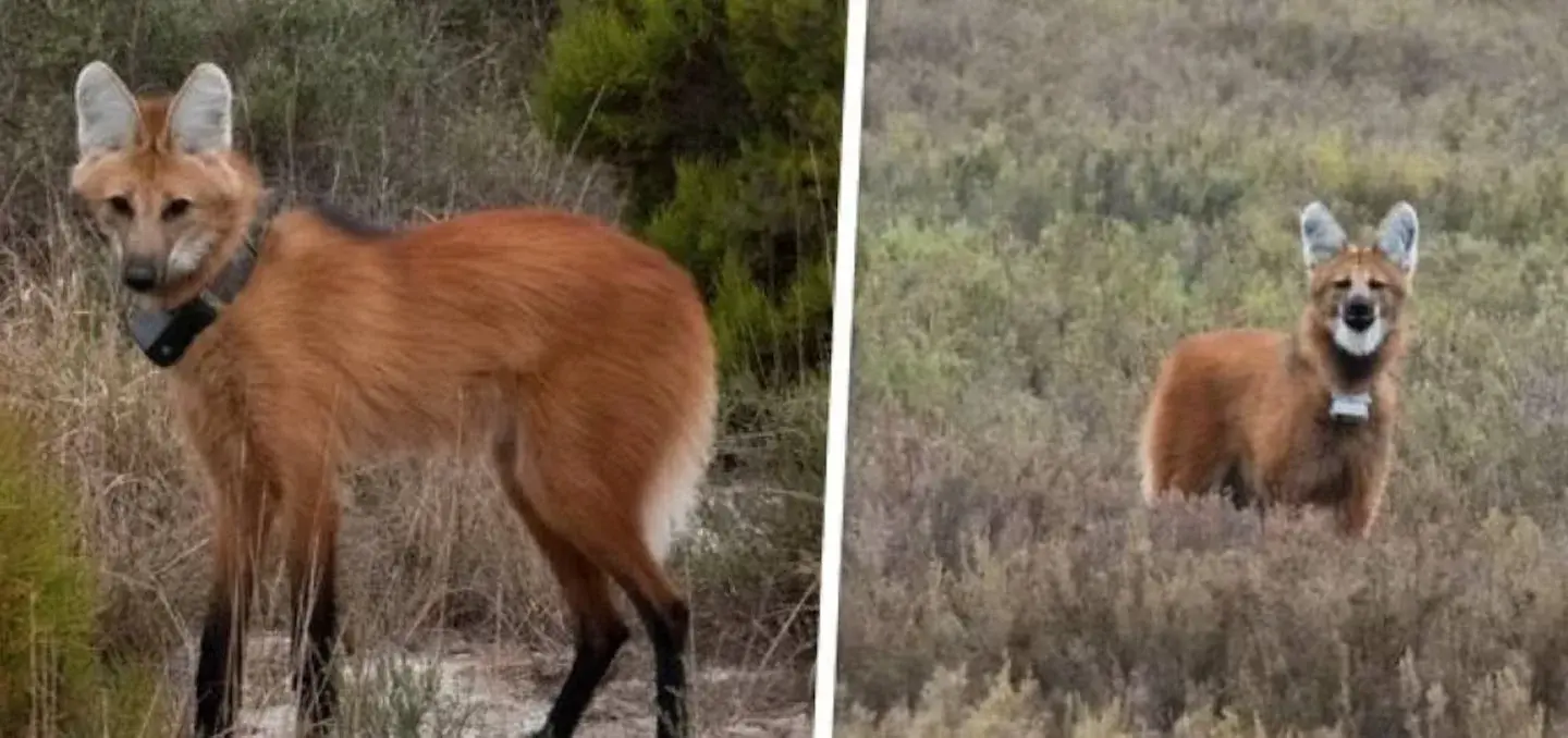 Abrirán la votación para elegir los nombres de una pareja de aguará guazú en el Parque Nacional Ansenuza