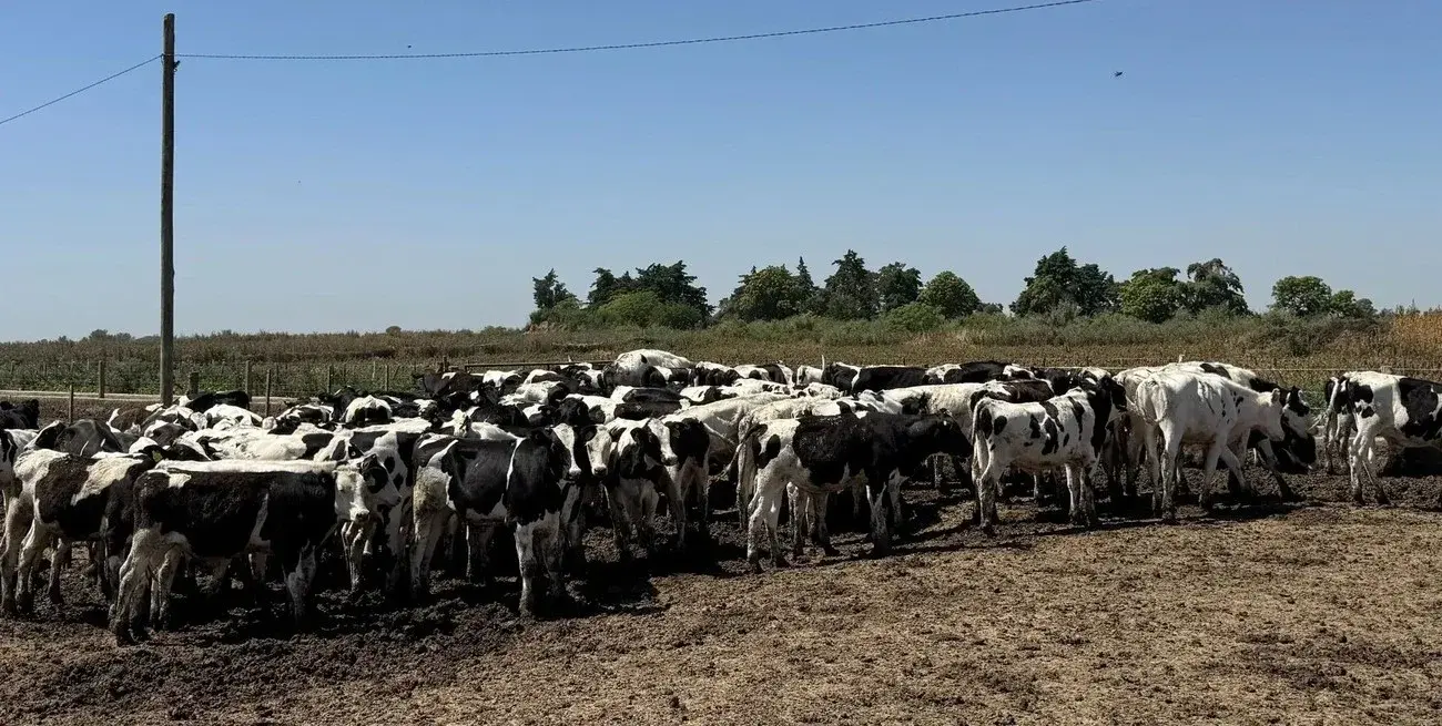 Especialistas analizarán en Humboldt cómo mejorar la rentabilidad de la carne Holando