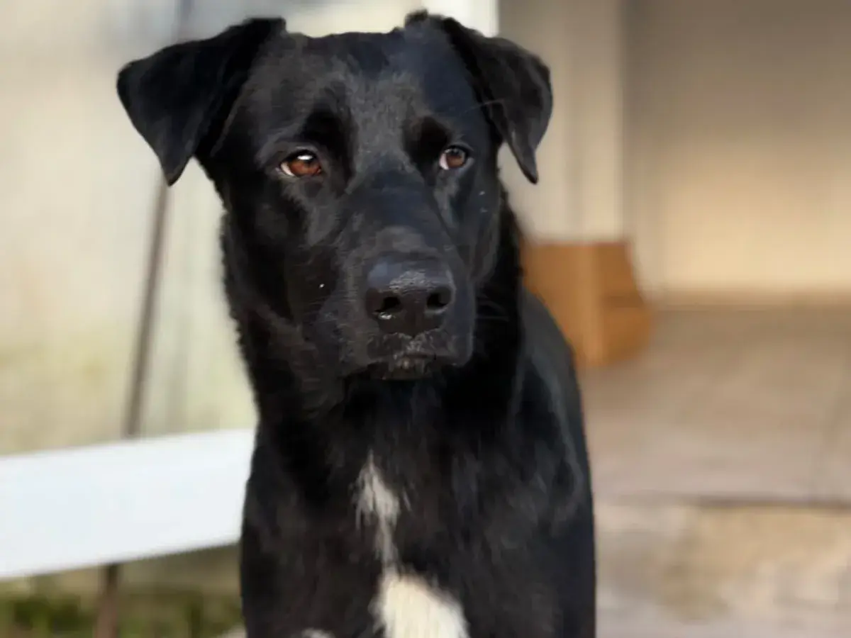 Buscan a los dueños de esta perrita