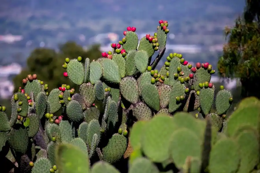 El nopal destaca por la cantidad de vitaminas y minerales que posee