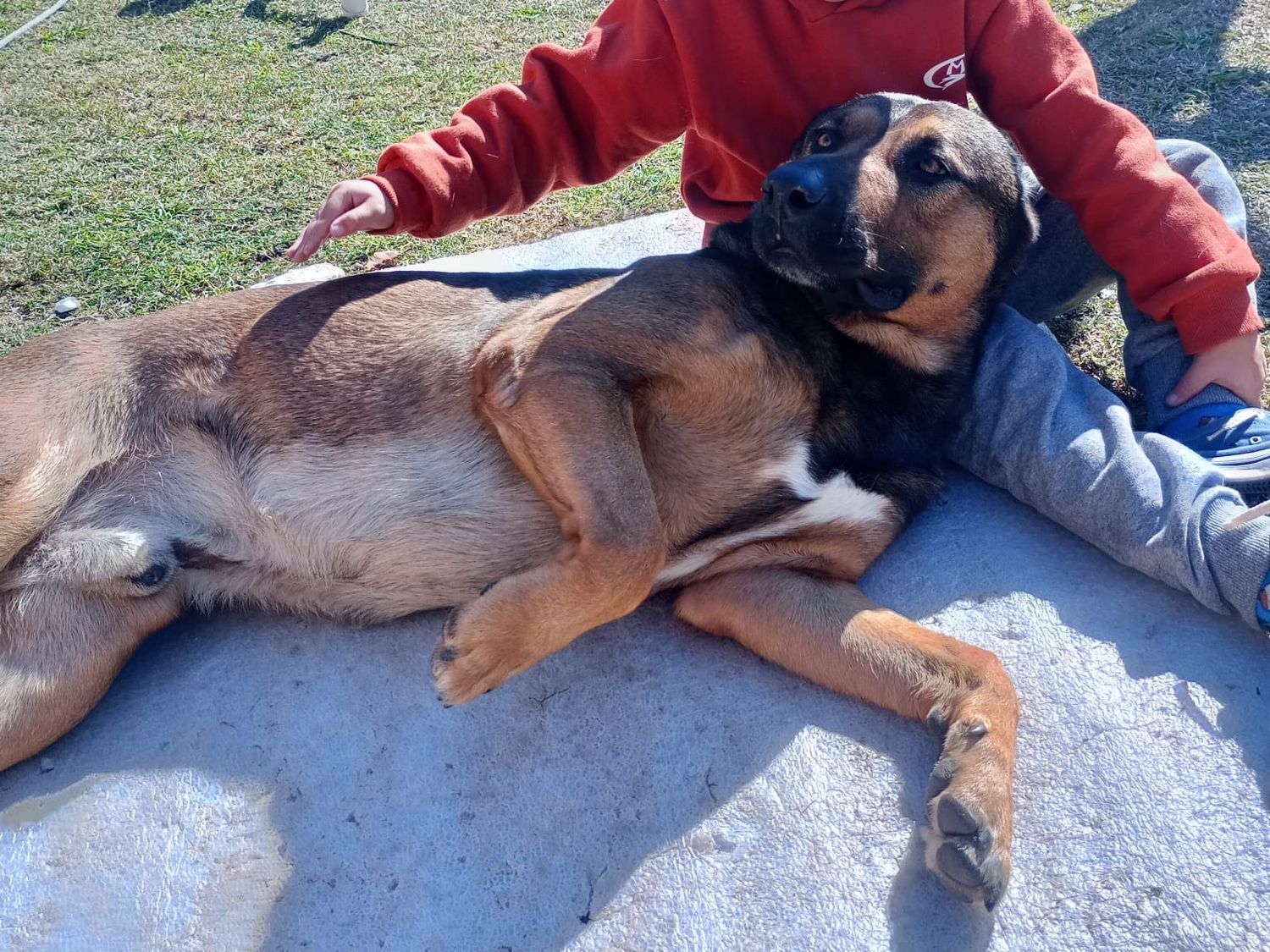 Buscan desesperadamente a Otto