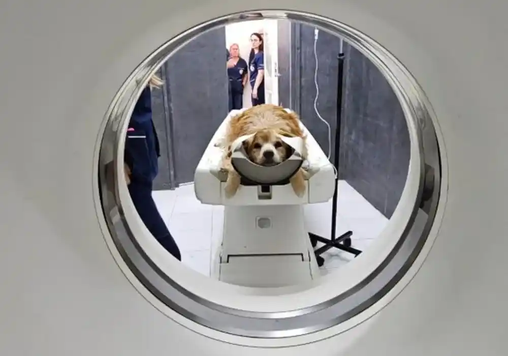 UNLP: Veterinaria tiene el primer tomógrafo computado de una universidad pública