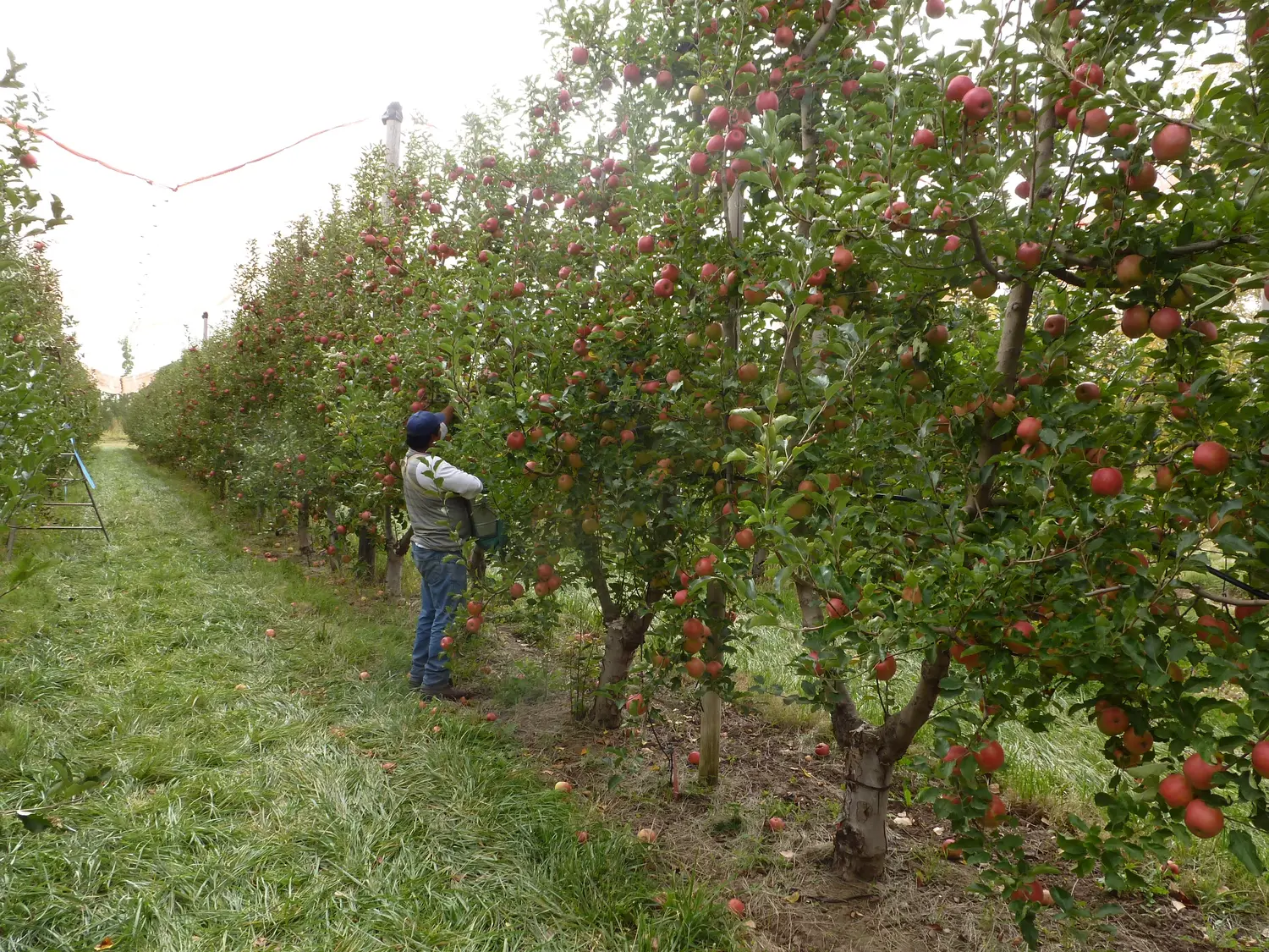 Producción: cómo acceder a línea de créditos para el sector frutícola