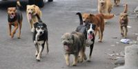 El estado de los animales callejeros, la preocupación de los proteccionistas