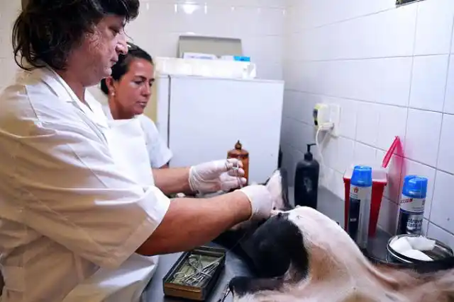 Castración de canes en barrio Pancho Ramírez
