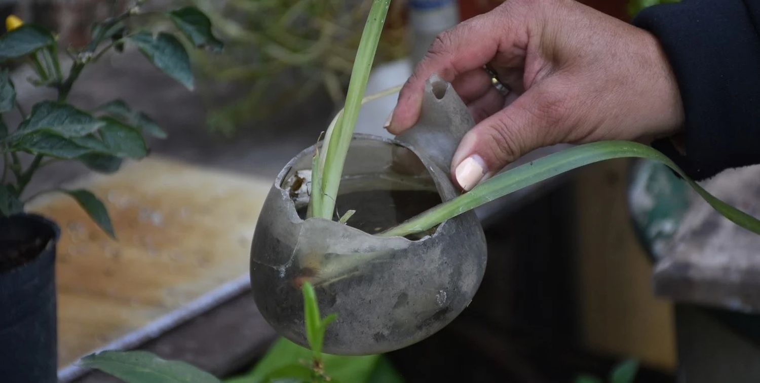 Ese recipiente de plástico que pasa inadvertido en medio de un patio y acumula agua puede ser reservorio de huevos de Aedes aegypti. Crédito: Flavio Raina