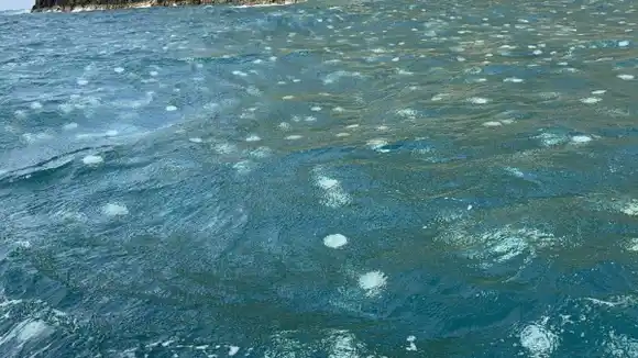 Científicos investigan el extraño brote de medusas «bola de cañón» en la costa aragüeña