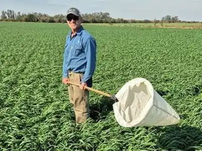 Buenas perspectivas ante la chicharrita, pero sigue el monitoreo