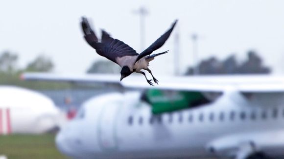 Brazil unveils innovative project to reduce aircraft collisions with birds and other animals