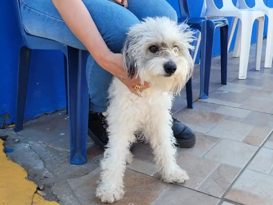 Dieron a conocer el cronograma de castraciones gratuitas para perros y gatos del 22 al 26 de diciembre: ¡Conocelo!