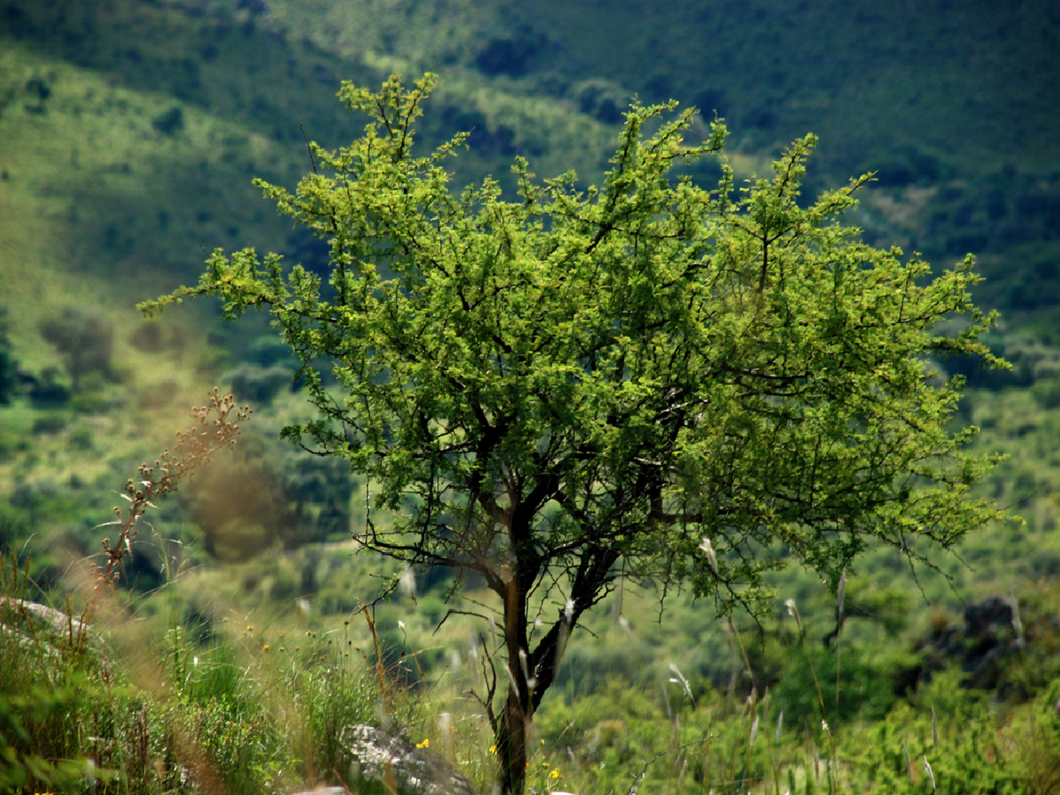 Córdoba: Mesa de Enlace se aparta del proyecto oficial de bosque nativo