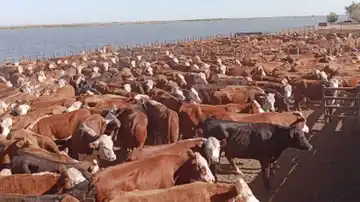 El precio de la hacienda en pie experimentó subas cercanas al 16%