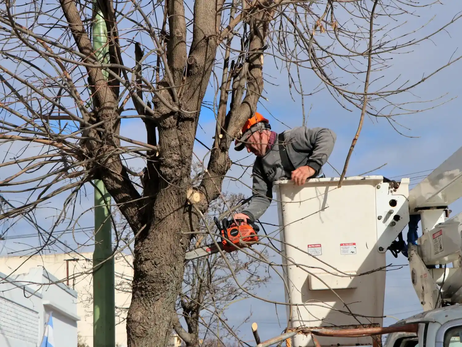 Arboles. Los ejemplares de vereda están comenzando a ser podados.