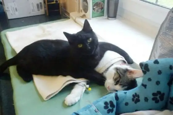 La nota tierna: gato se convierte en enfermero de refugio de animales