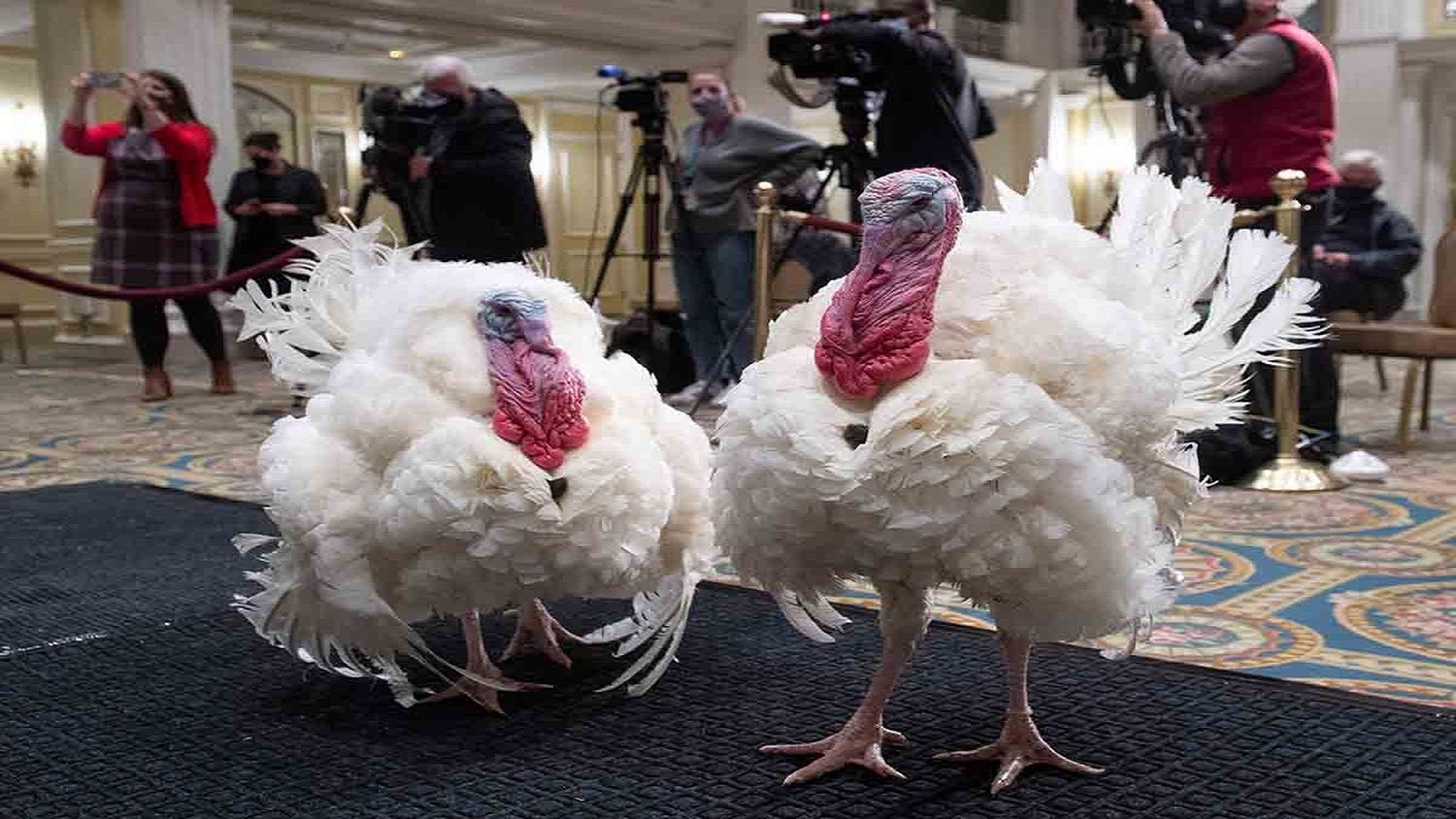 «Mantén la calma y sigue glugluteando»: así indultaron a los pavos en tradicional ceremonia en la CASA BLANCA