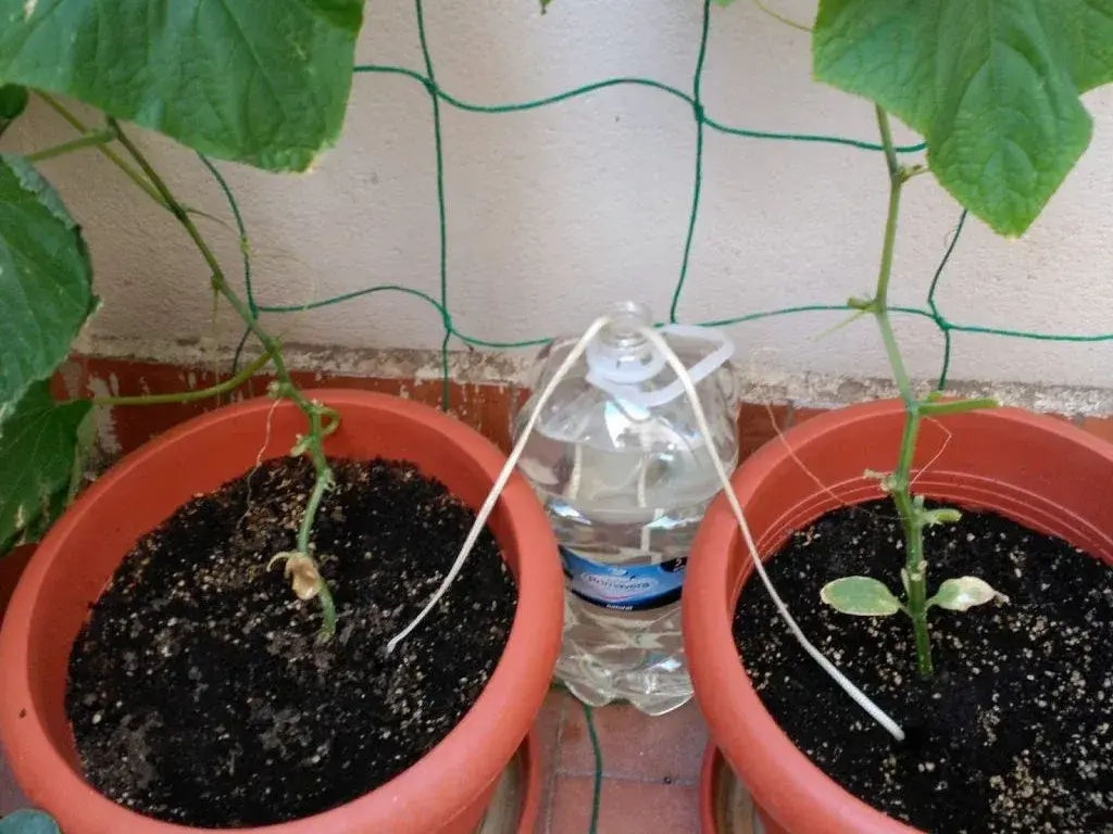 El truco definitivo de jardinería: cómo crear un riego por capilaridad casero para tus plantas de interior