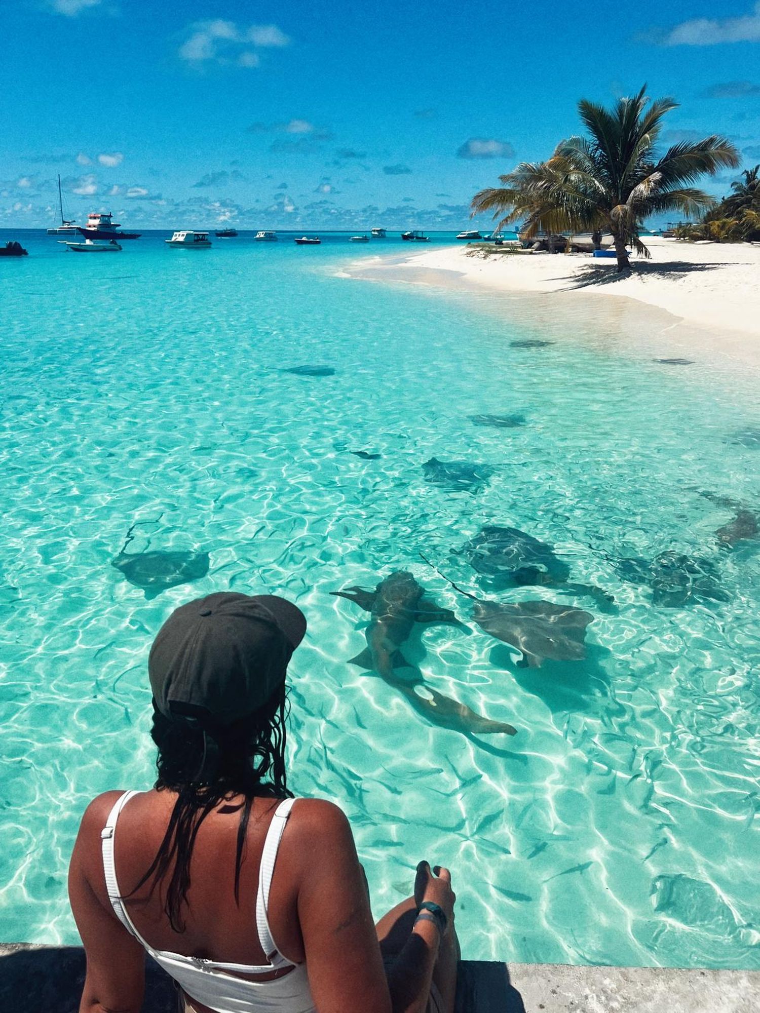 Maldivas-nadando con tiburones, tortugas y manta rayas-