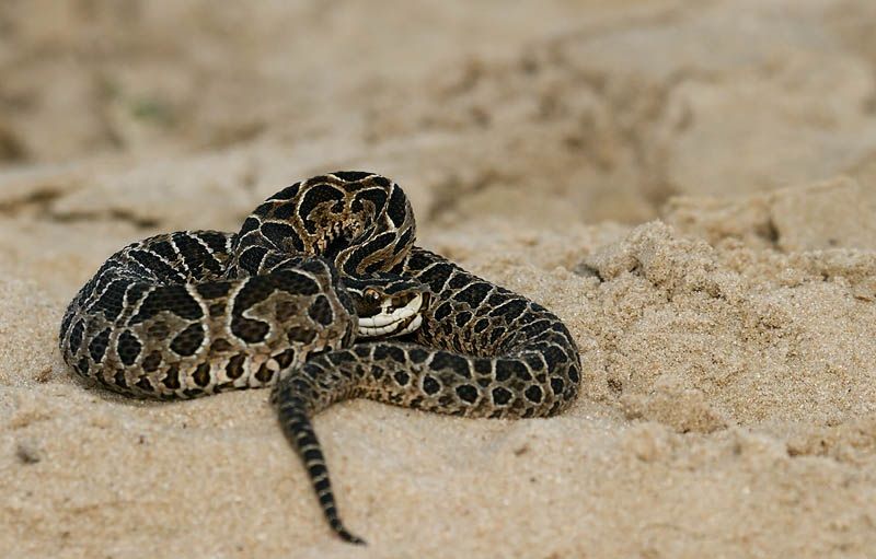 Alertan por la presencia de yararás debido a que con el calor y la crecida del río se acercan a las poblaciones urbanas