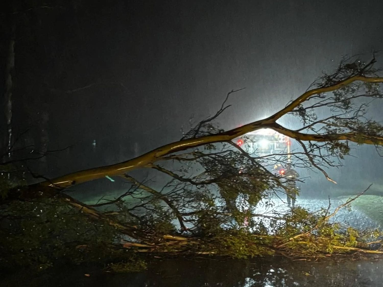 Bomberos árbol caido