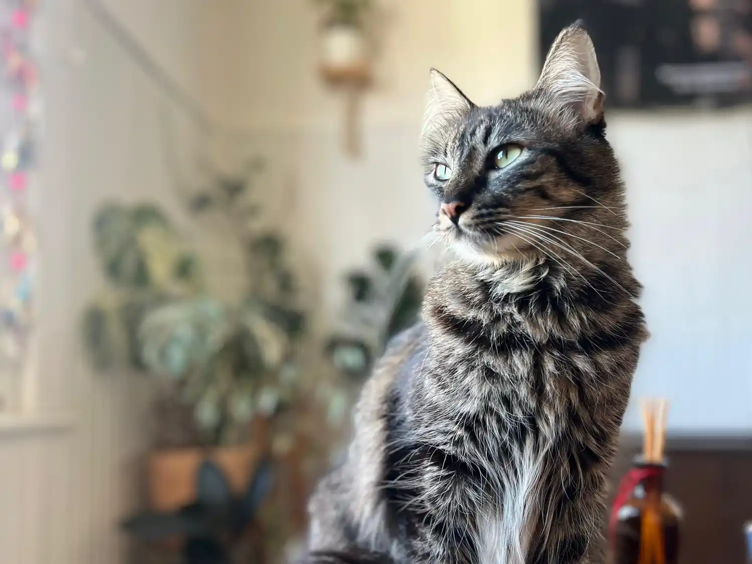 Estarán en las Sociedades de Fomento de San Eduardo de Chapadmalal, Alfar, El Progreso y Las Heras, en el Parque Camet y en el Centro Cultural de Batán.
