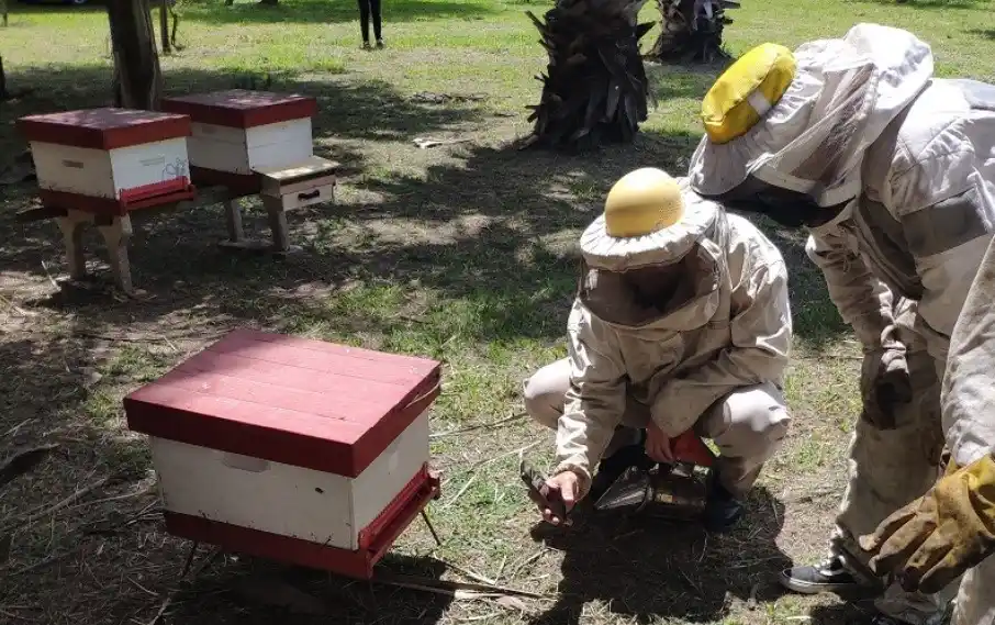 Una app desarrollada en San Francisco revoluciona la apicultura con inteligencia artificial