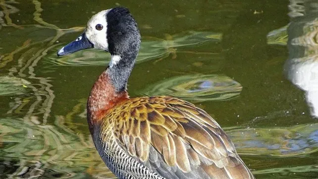 Matanza de animales autóctonos: ONG pidió información al gobierno