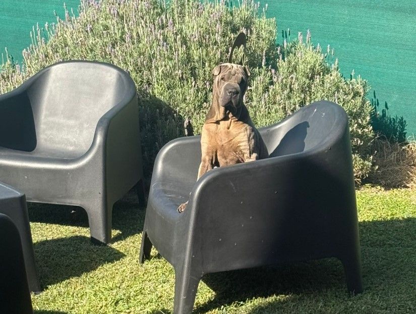 sharpei