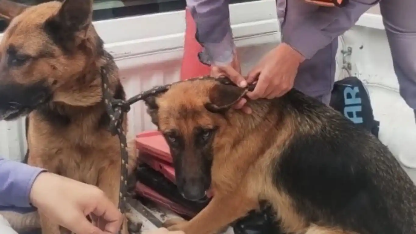 Policías rescataron a dos perras extraviadas y lograron reunirlas con su dueño