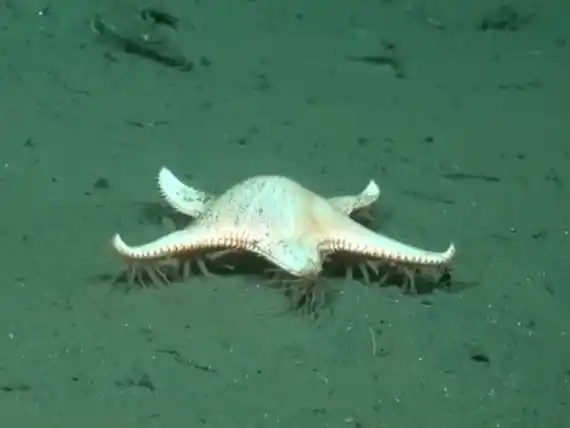 Capturan por primera vez imágenes de una estrella de mar en movimiento