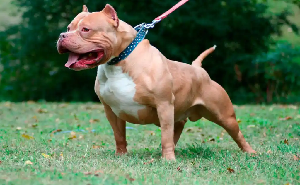 Una nena de cinco años fue mordida por un pitbull y está grave