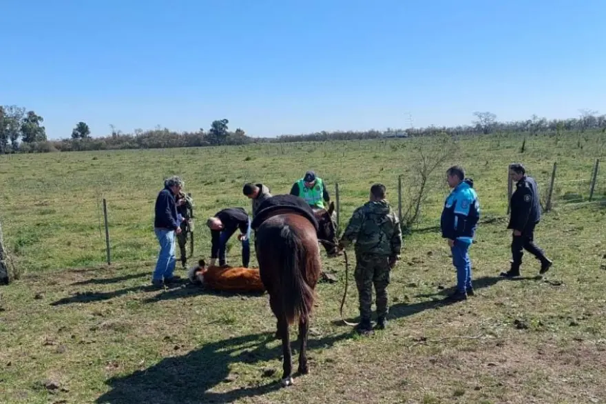 Magdalena: Allanaron un campo con 100 vacas muertas y 300 en mal estado