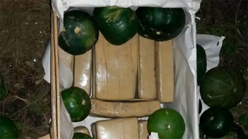 Hallaron más de 2500 kilos de marihuana en cajones con zapallitos