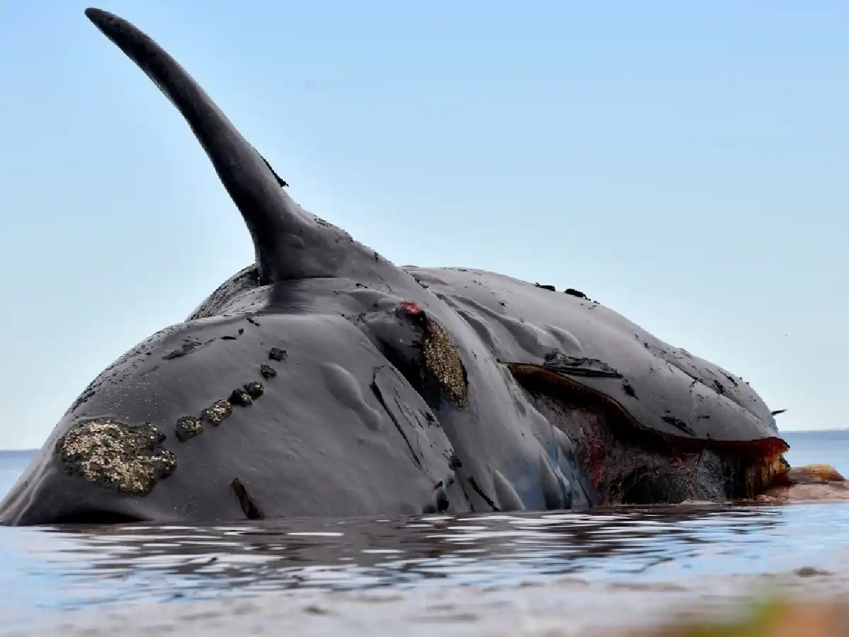 Sigue la veda por elevados niveles de toxinas por marea roja en Península Valdés