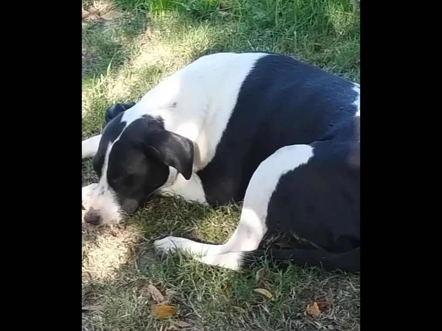 Perra extraviada se encuentra en Los Aromos