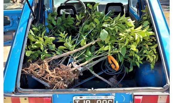 El productor al que le robaron plantas de naranja apuntó a la Justicia tras la liberación de los delincuentes