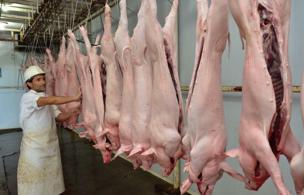 Cadena porcina: Los frigoríficos deberán realizar un pago a cuenta de IVA para poder faenar