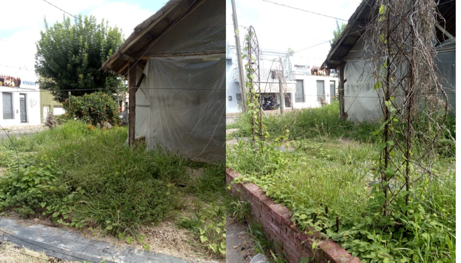 Esquina llena de yuyos y pasto